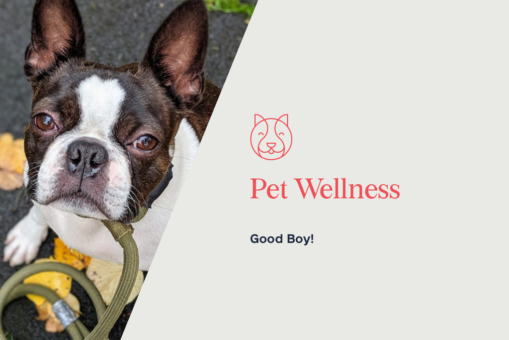 Holistic Pet: Is CBD Good for my dog, cat, or pet sea squirt?