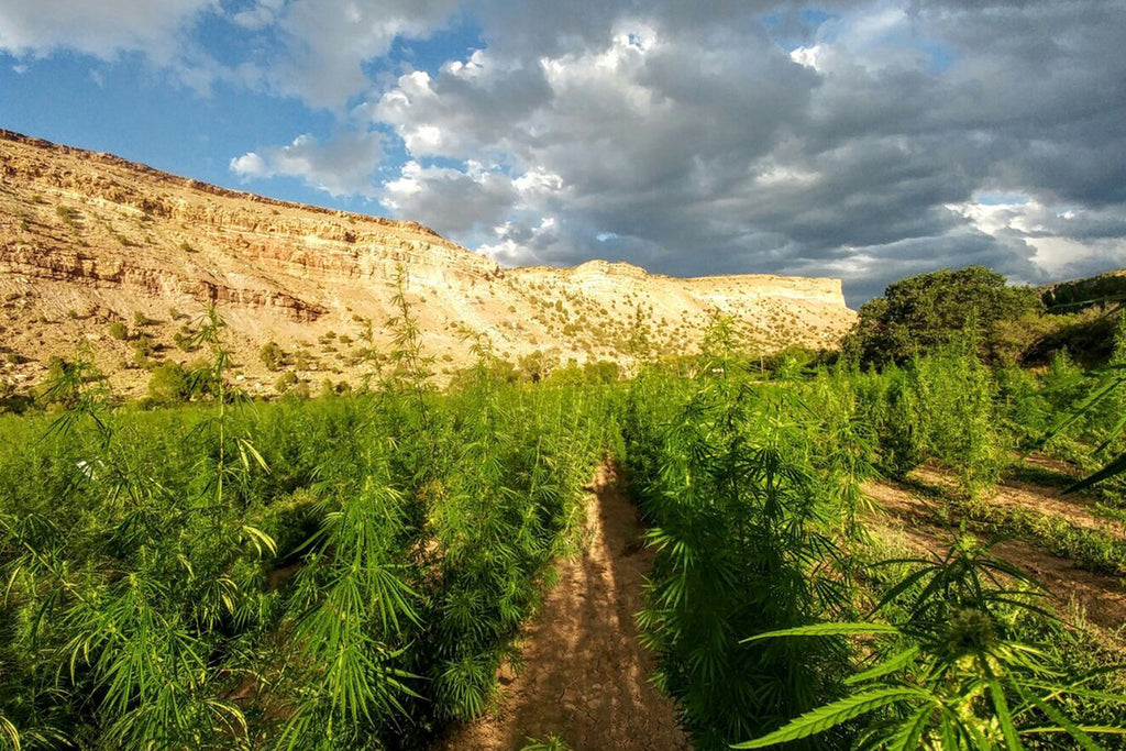 Know Your Grower: 10 Questions to Ask to get quality CBD